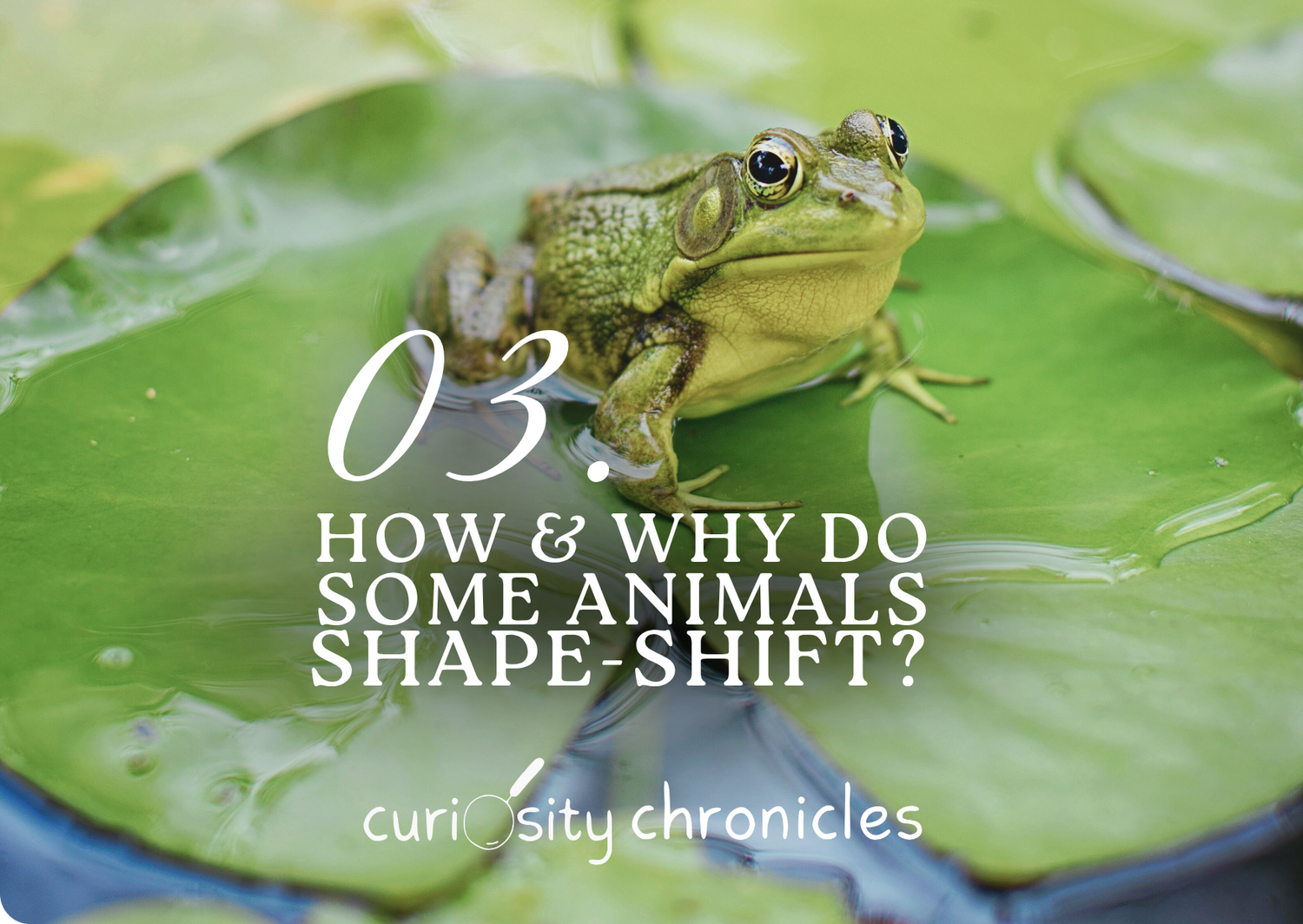 Episode 3: How And Why Do Some Animals Shape-Shift?