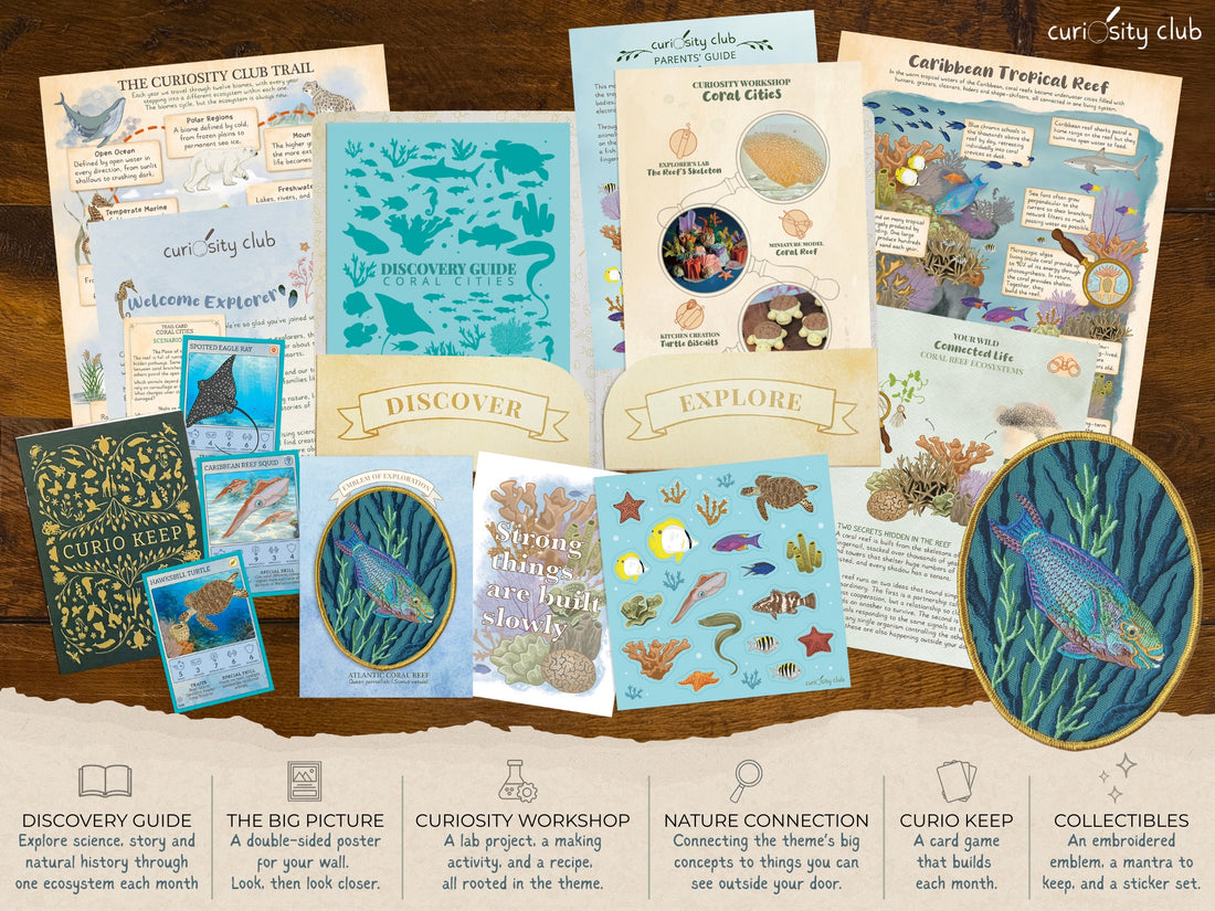 ‘Coral Cities&