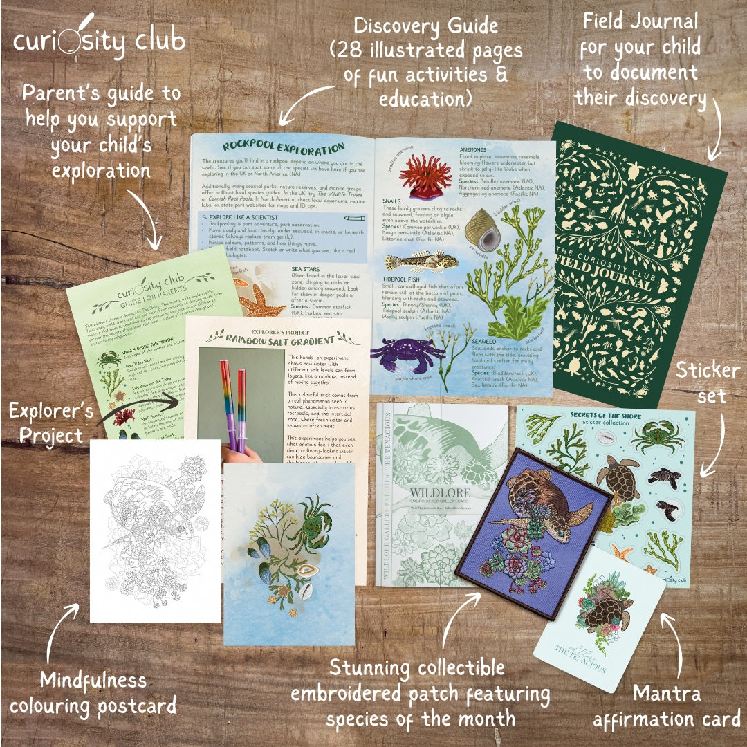 ‘Secrets of the Shore’ Box (Mid Summer) - Curiosity Club
