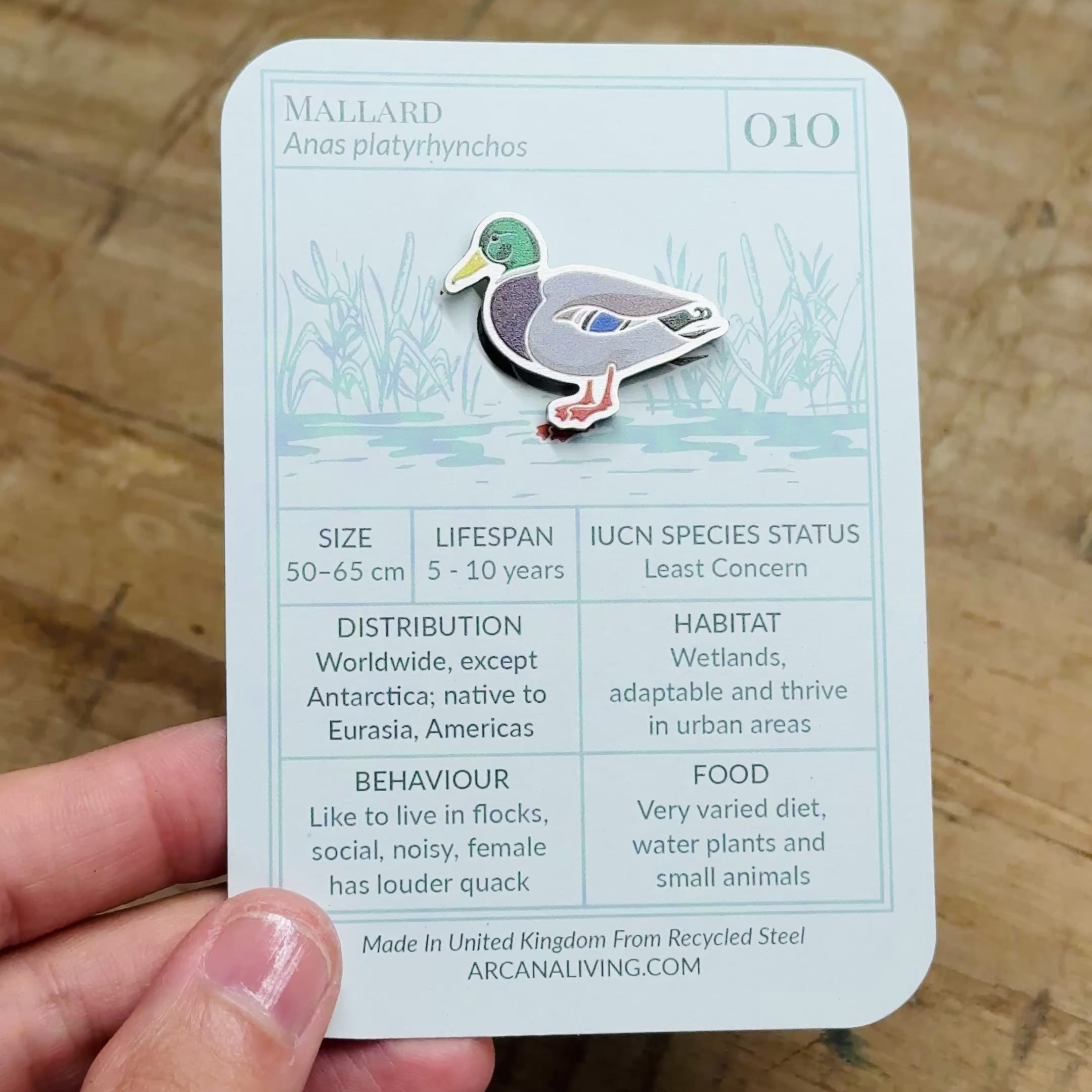 Mallard Duck Biodiversity Badge